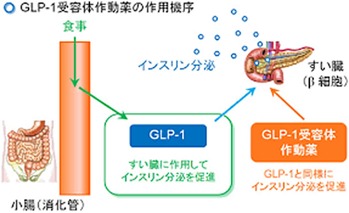 GLP-1 受容体作動薬とは？