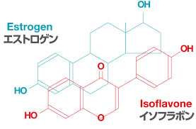 エストロゲン・イソフラボンの分子構造